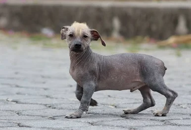 Perro calvo dorado ecuatoriano