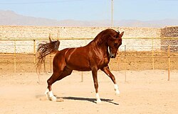 kurdo