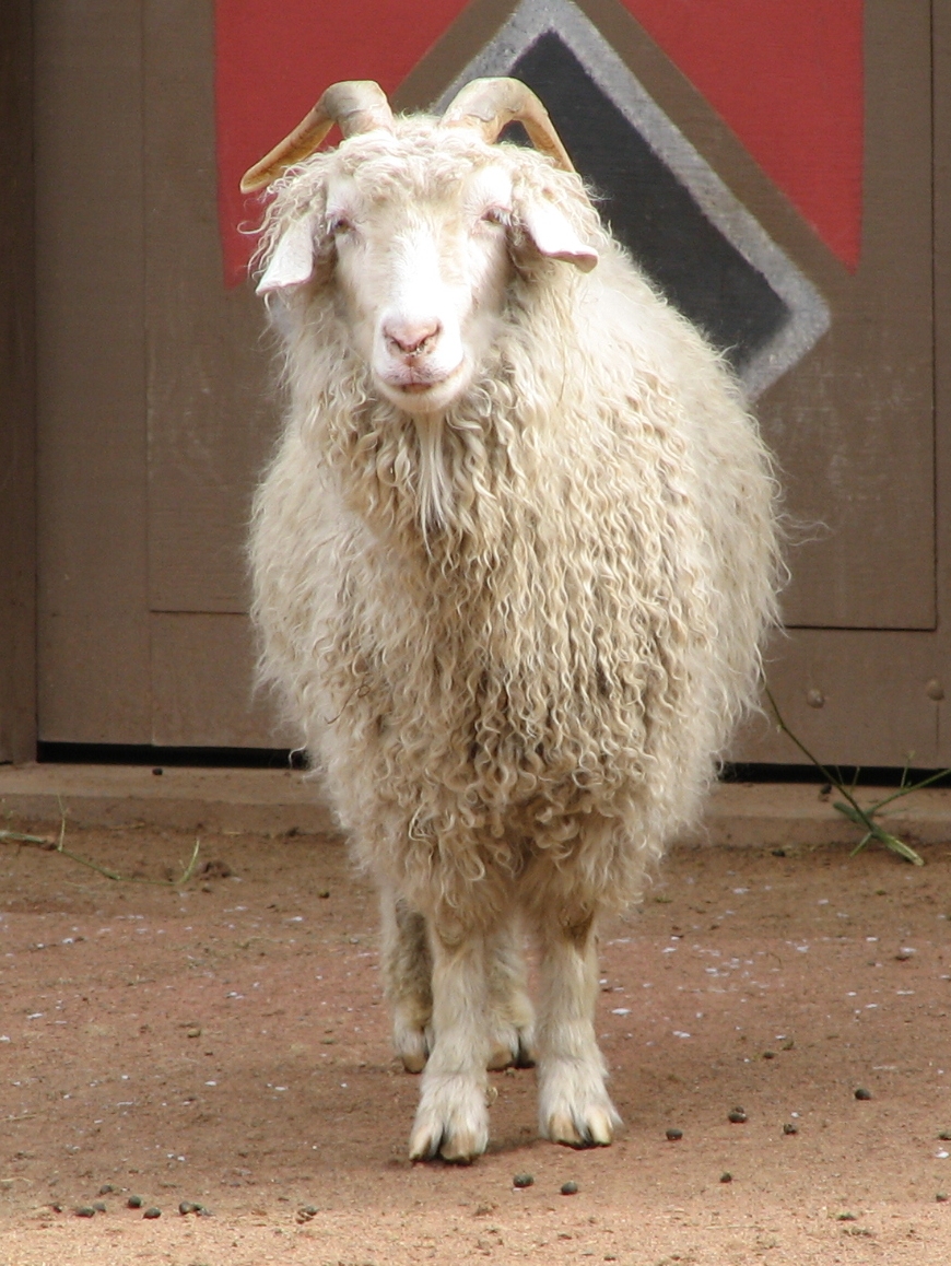 Angora