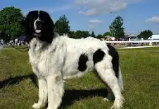 Landseer