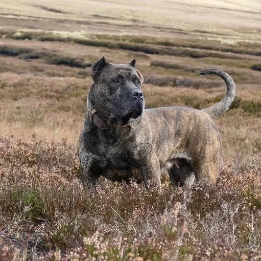 Presa Canario
