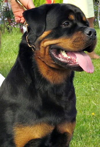Rottweiler
