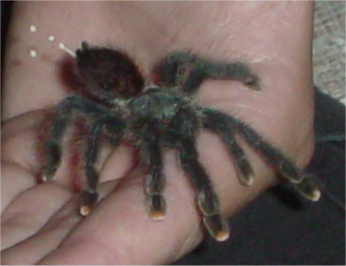 Avicularia avicularia