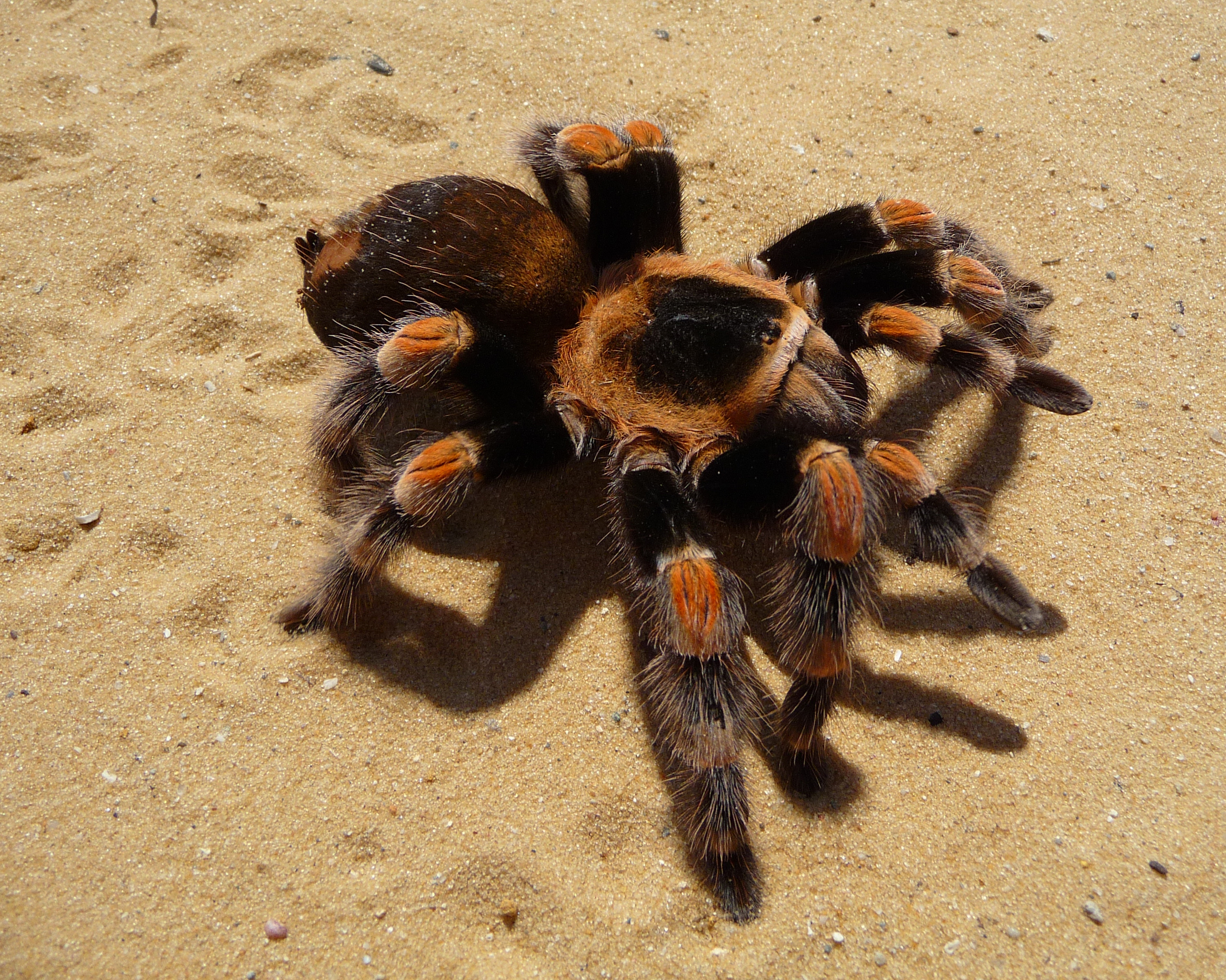 Brachypelma hamorii