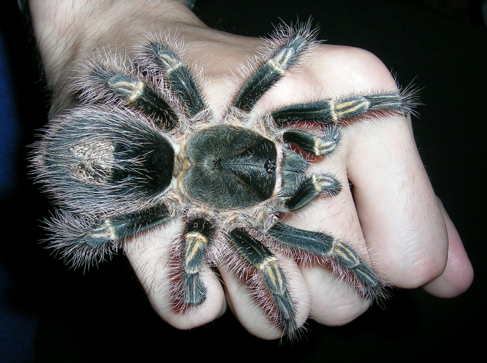 Grammostola pulchripes