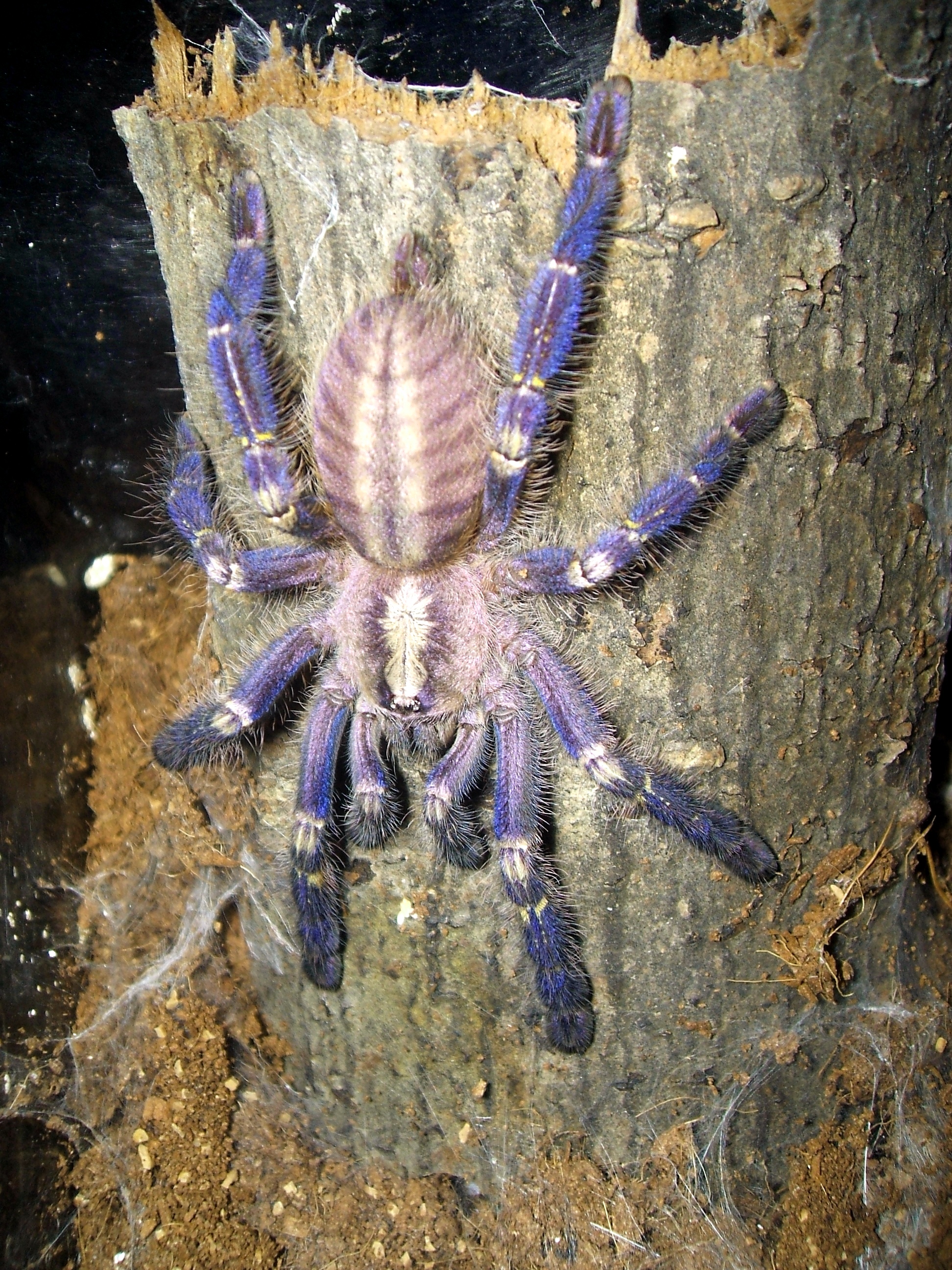 Poecilotheria metallica
